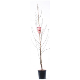 [90FR8002] PRUNUS PERSICA C10 6/8 PIERSIC
