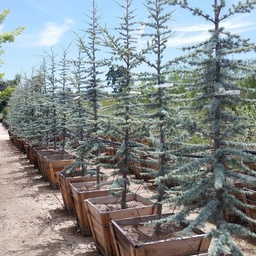 [90CE0019] CEDRUS ATLANTICA GLAUCA  250/300 C90L CEDRU