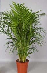[90AR0006] ARECA LUTESCENS P21 H100 PALMIER