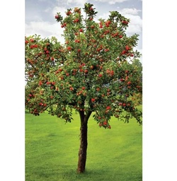 [90FR3003] MALUS COMMUNIS 14/16 C50 L MAR