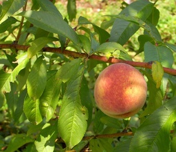 [90FR2014] PRUNUS PERSICA C50 16-18 PIERSIC