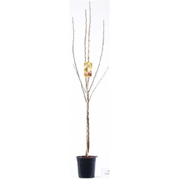 [90FR2002] PYRUS COMMUNIS PAR 06/08 C10