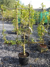 [90FR3002] MALUS DOMESTICA C10 06-08 MAR