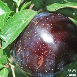 [90FR4002] PRUNUS DOMESTICA C10 06-08 PRUN