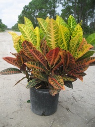 [90CR0009] CRASSULA M-25