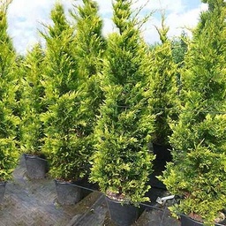 [90CU0084] CUPRESSOCYP. LEYLANDII 200/250