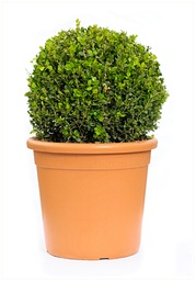 [90BU0005] Buxus Sempervirens Sfera P31 H60 Merisor