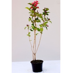[90WE0003] WEIGELA FLORIDA