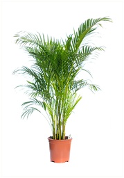 [90AR0002] ARECA P21 H100 PALMIER