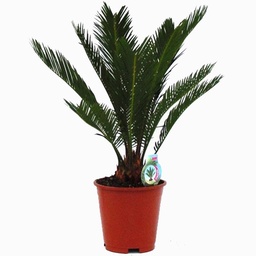 [90CY0020] CYCAS REVOLUTA H25/30CM