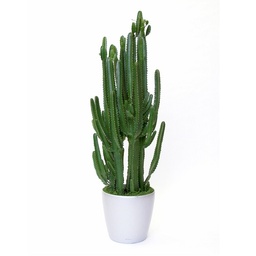 [90EU0041] Euphorbia Ingens P30
