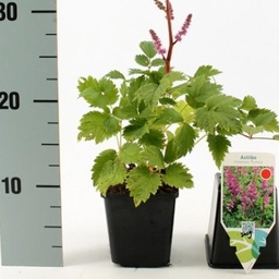 [90AS0012] ASTILBE MIX 4 CULORI P15