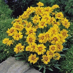 [90CO0111] COREOPSIS MIX P17 H40