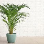 Areca, palmierul potrivit pentru casa ta